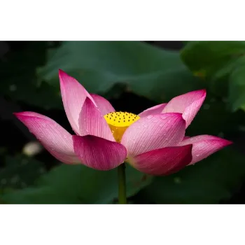 Natural Lotus Plant